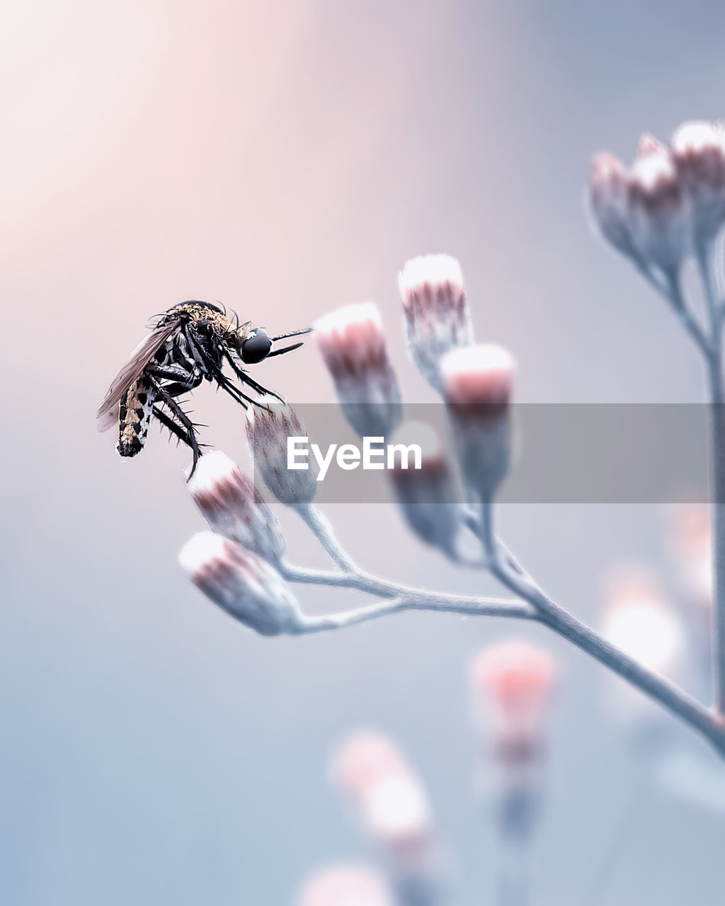 Close-up of insect on flower