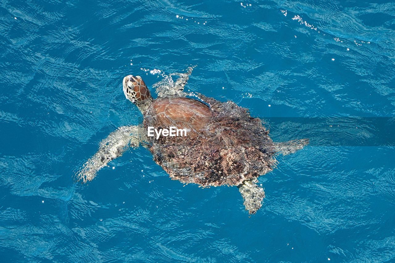Large sea turtle swimming in ocean off st. croix
