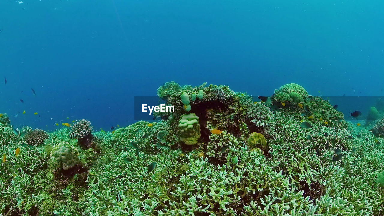 Reef coral scene. tropical underwater sea fish. hard and soft corals, underwater landscape.