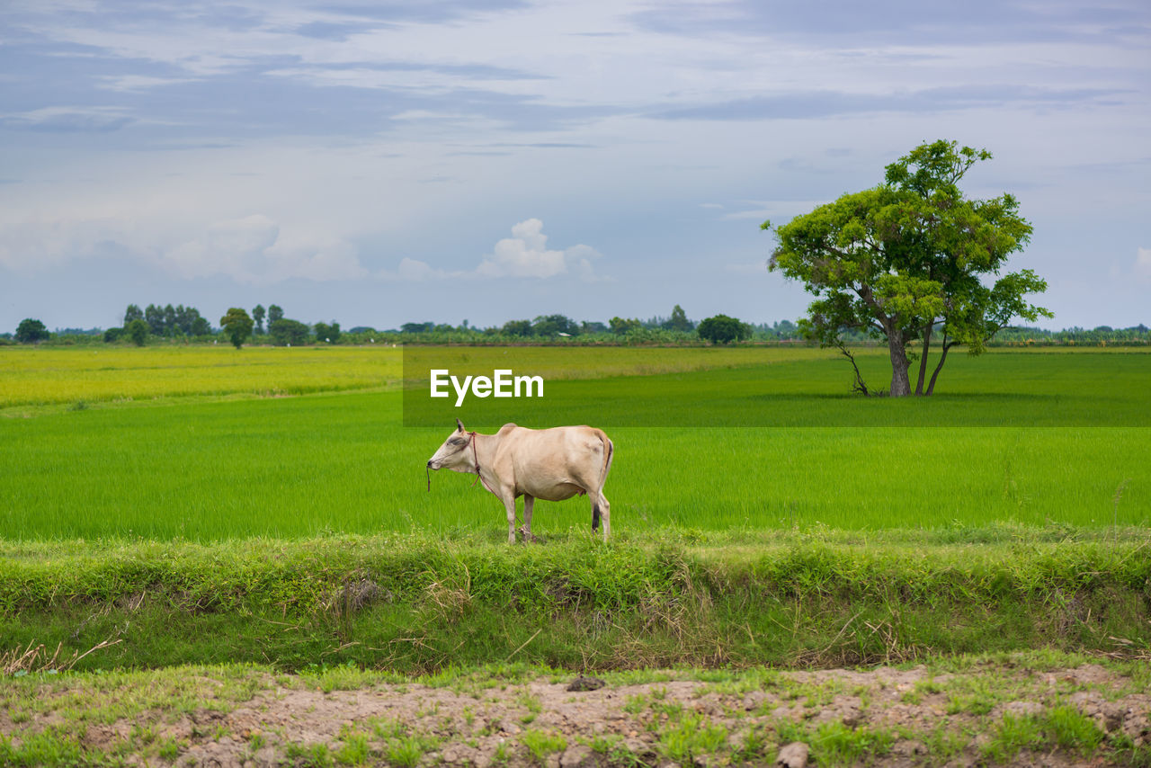 HORSE ON FIELD