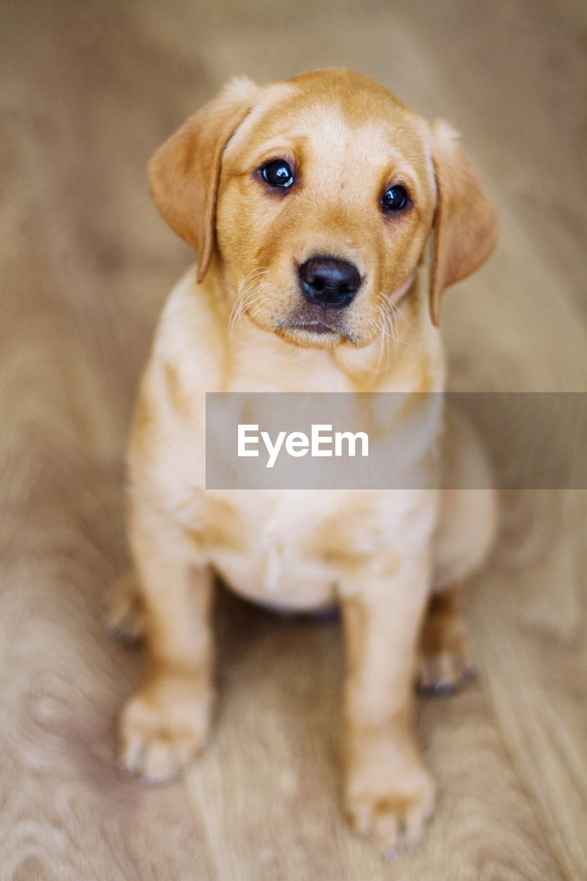 Close-up portrait of dog