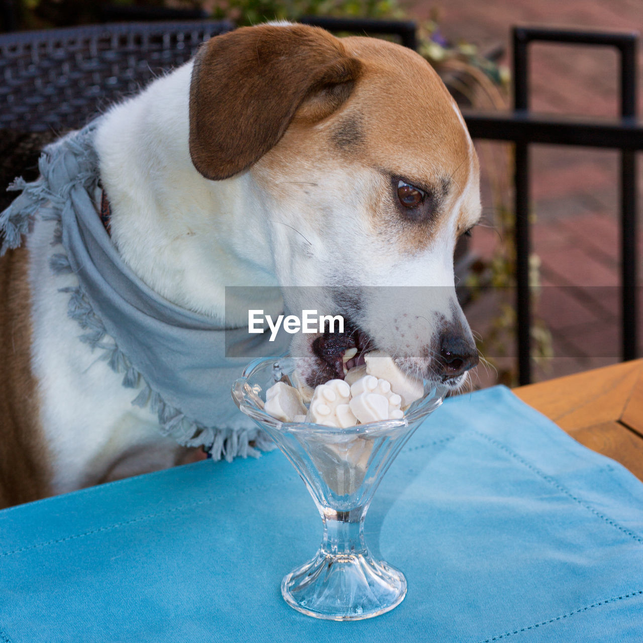 CLOSE-UP OF A DOG WITH ICE CREAM