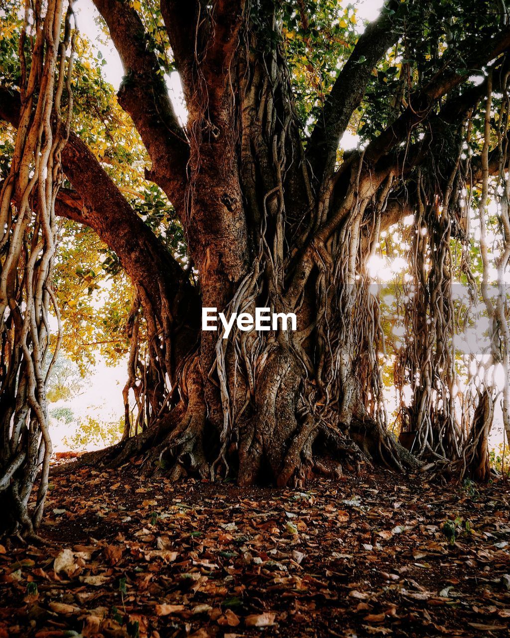 Trees in forest during autumn