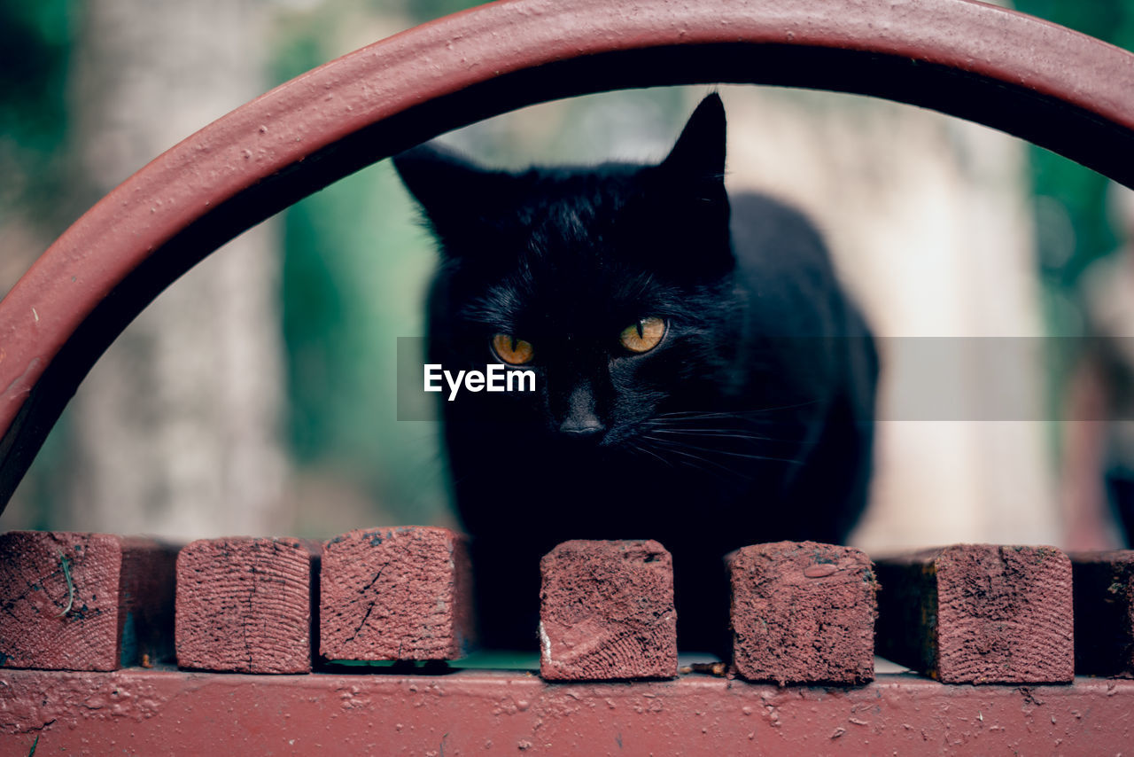 Close-up portrait of black cat sitting outdoors