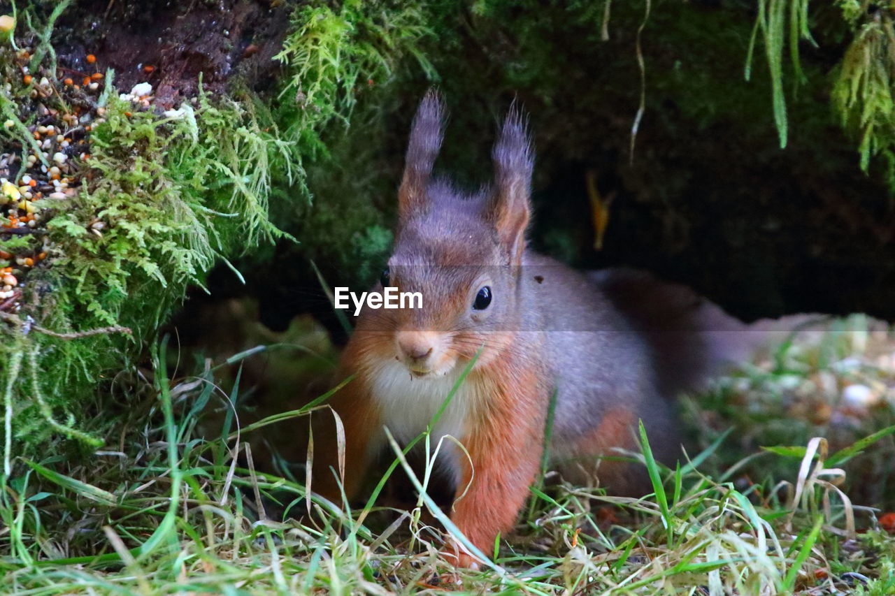 CLOSE-UP PORTRAIT OF A RABBIT