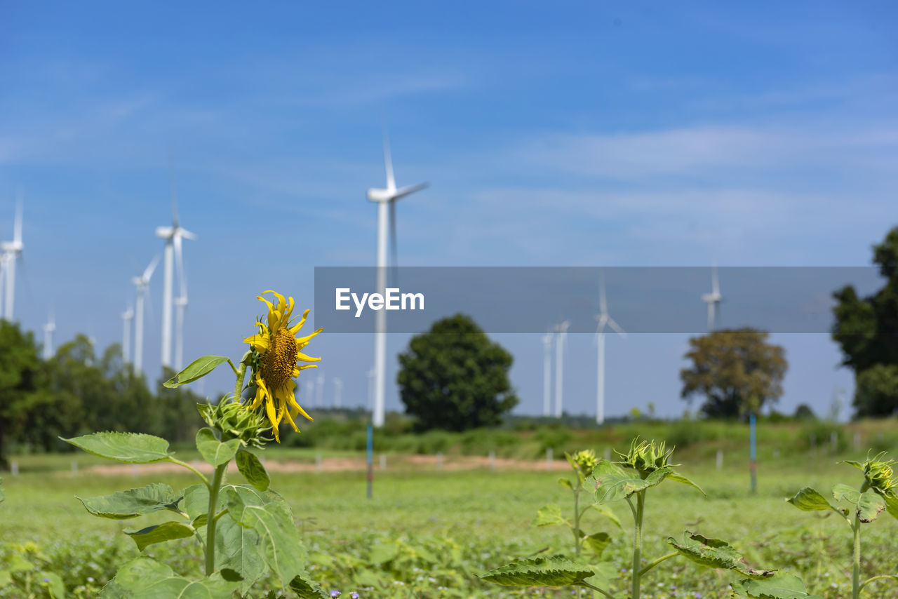 PLANTS GROWING ON FIELD