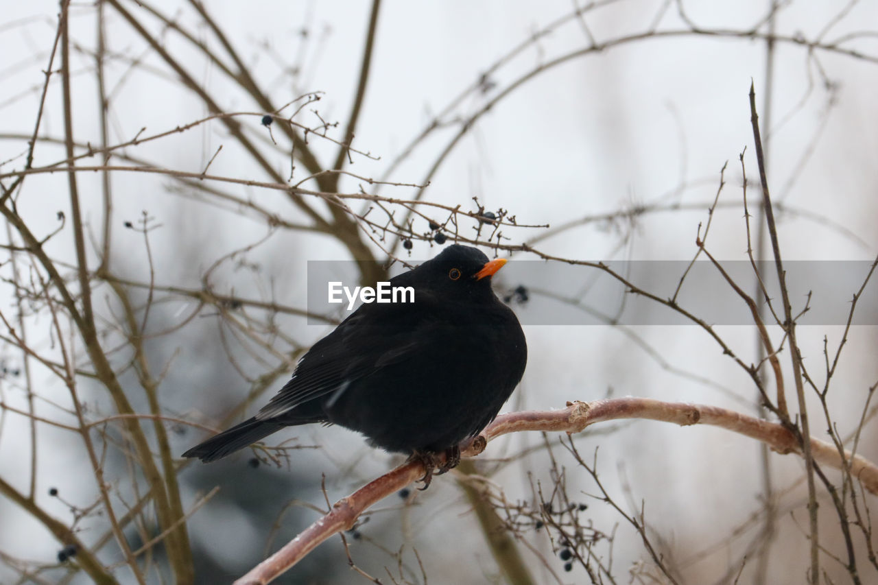 Low angle view of bird perching on branch