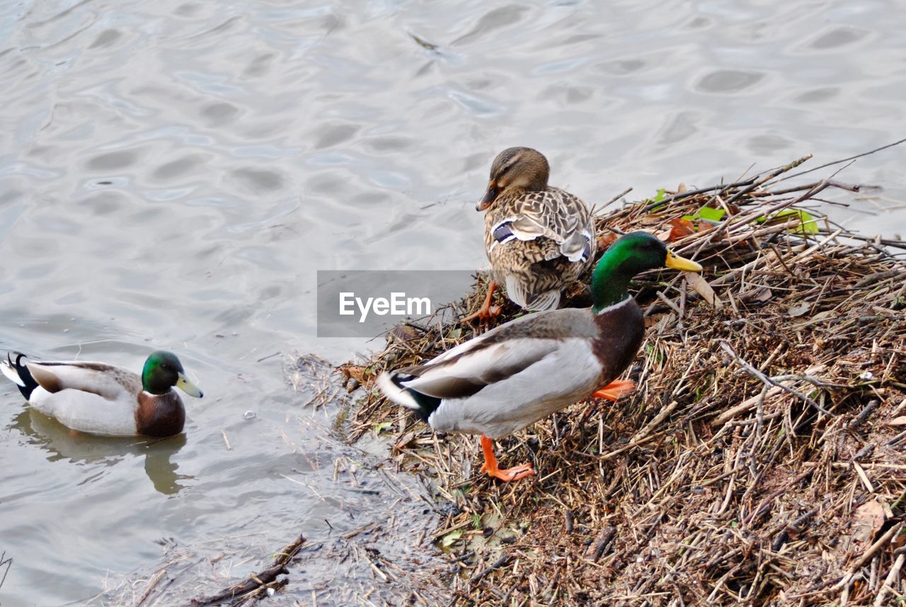 High angle view of mallard duck swimming in lake