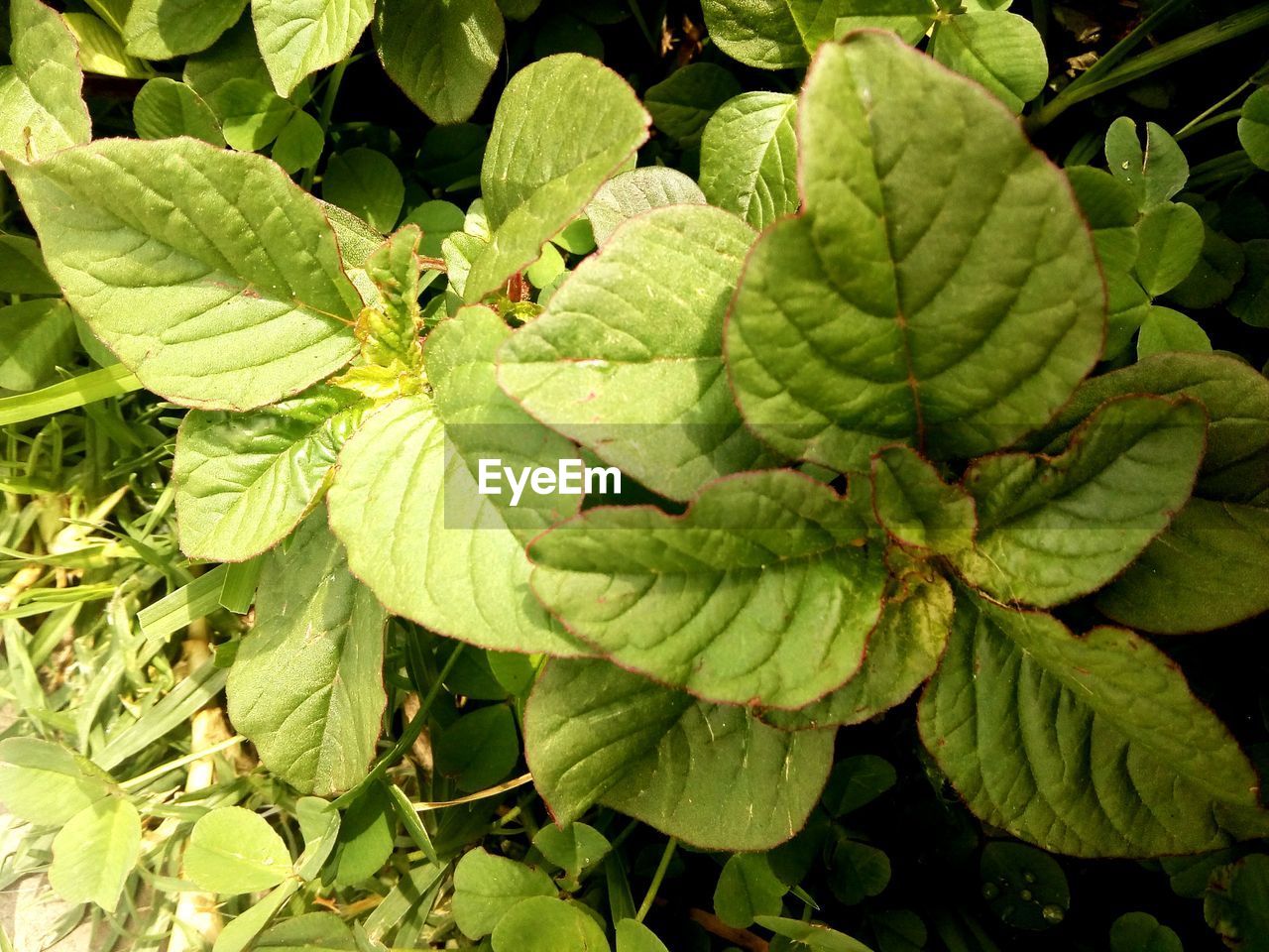 HIGH ANGLE VIEW OF FRESH GREEN LEAVES ON PLANT