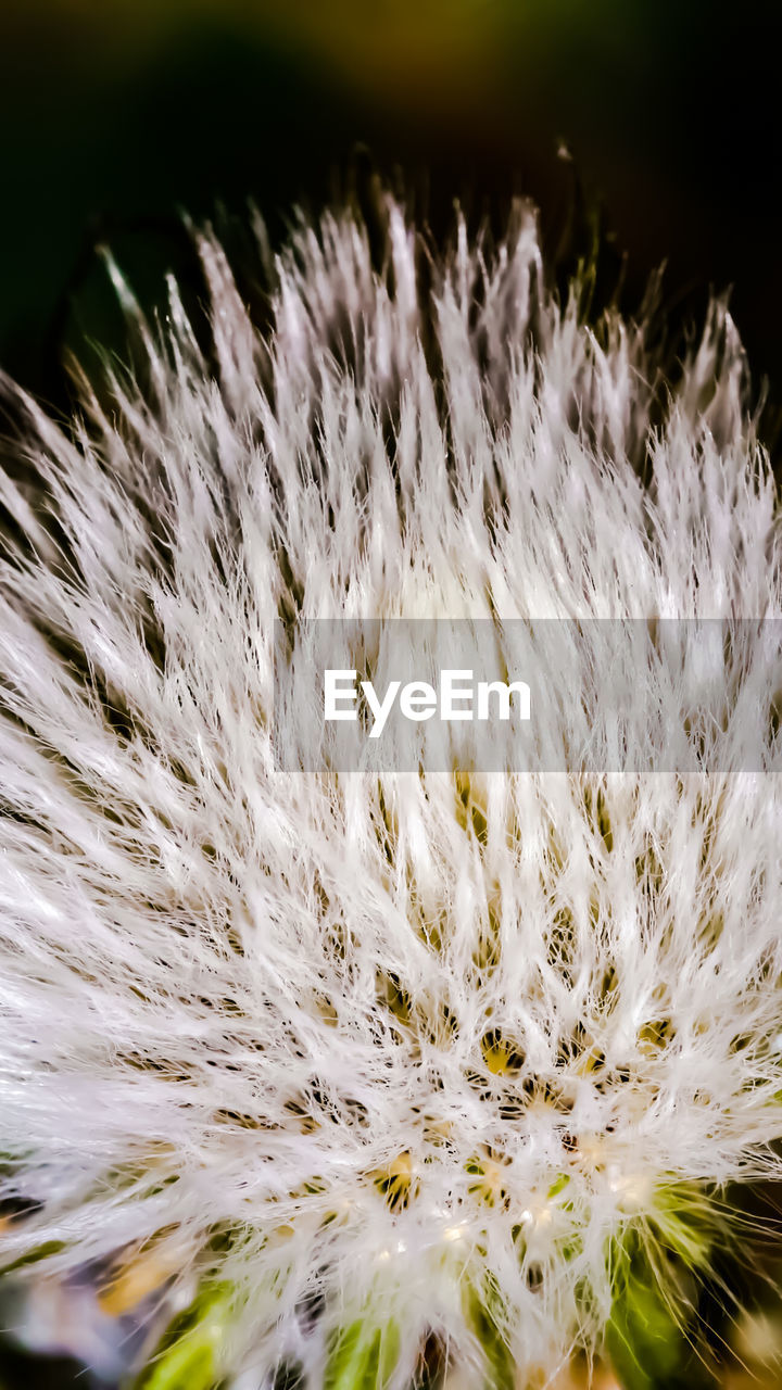 CLOSE-UP OF WHITE DANDELION AGAINST PLANTS