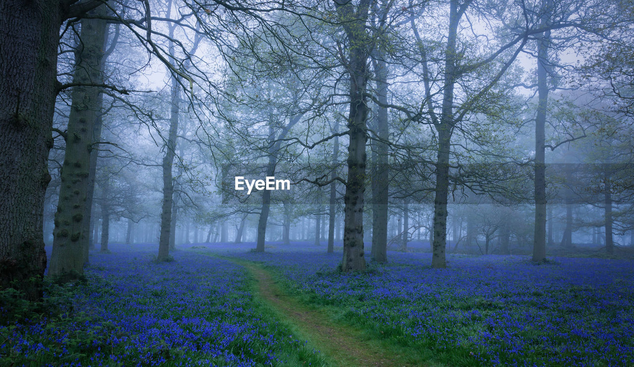 Trees in forest