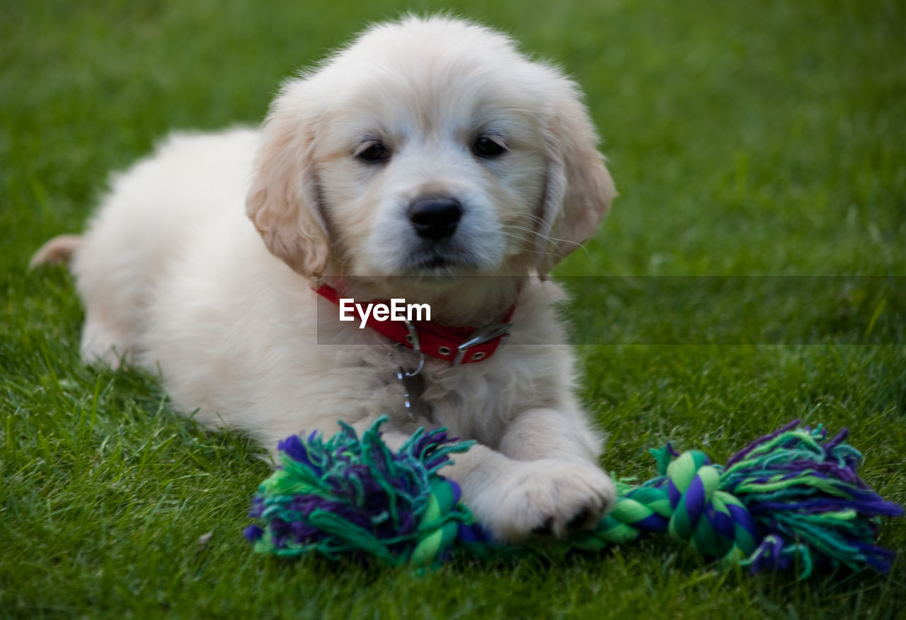 PORTRAIT OF DOG ON GRASS