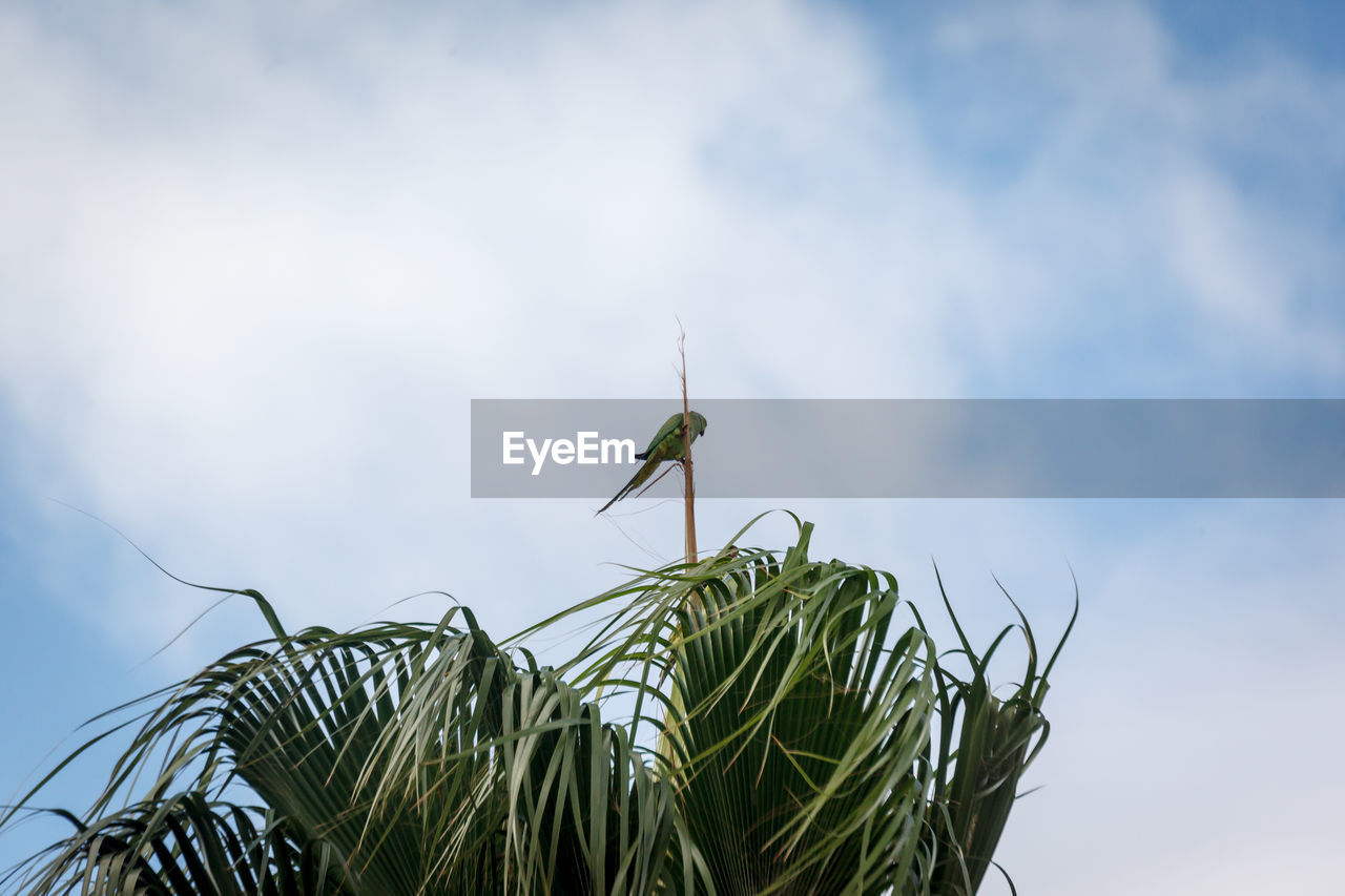 LOW ANGLE VIEW OF A PLANT