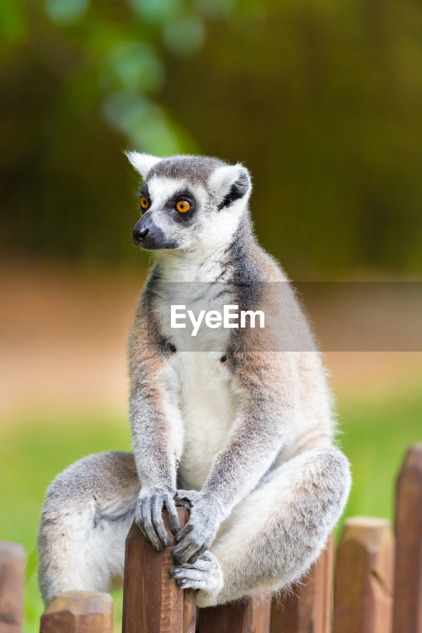 Close-up of lemur sitting on fence