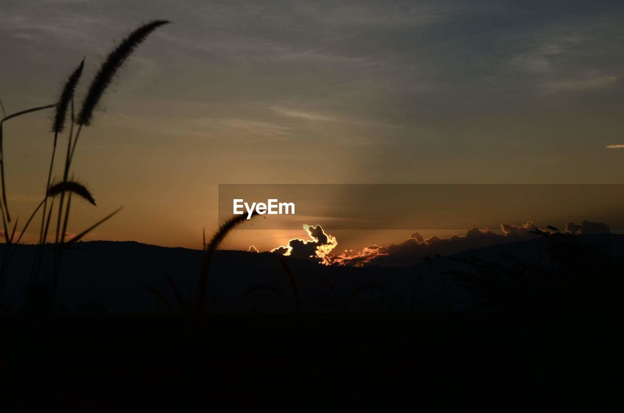 SILHOUETTE PLANTS ON FIELD AGAINST SKY AT NIGHT