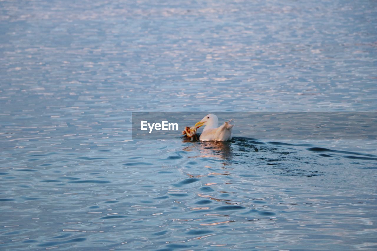 Seagull swimming in ocean 