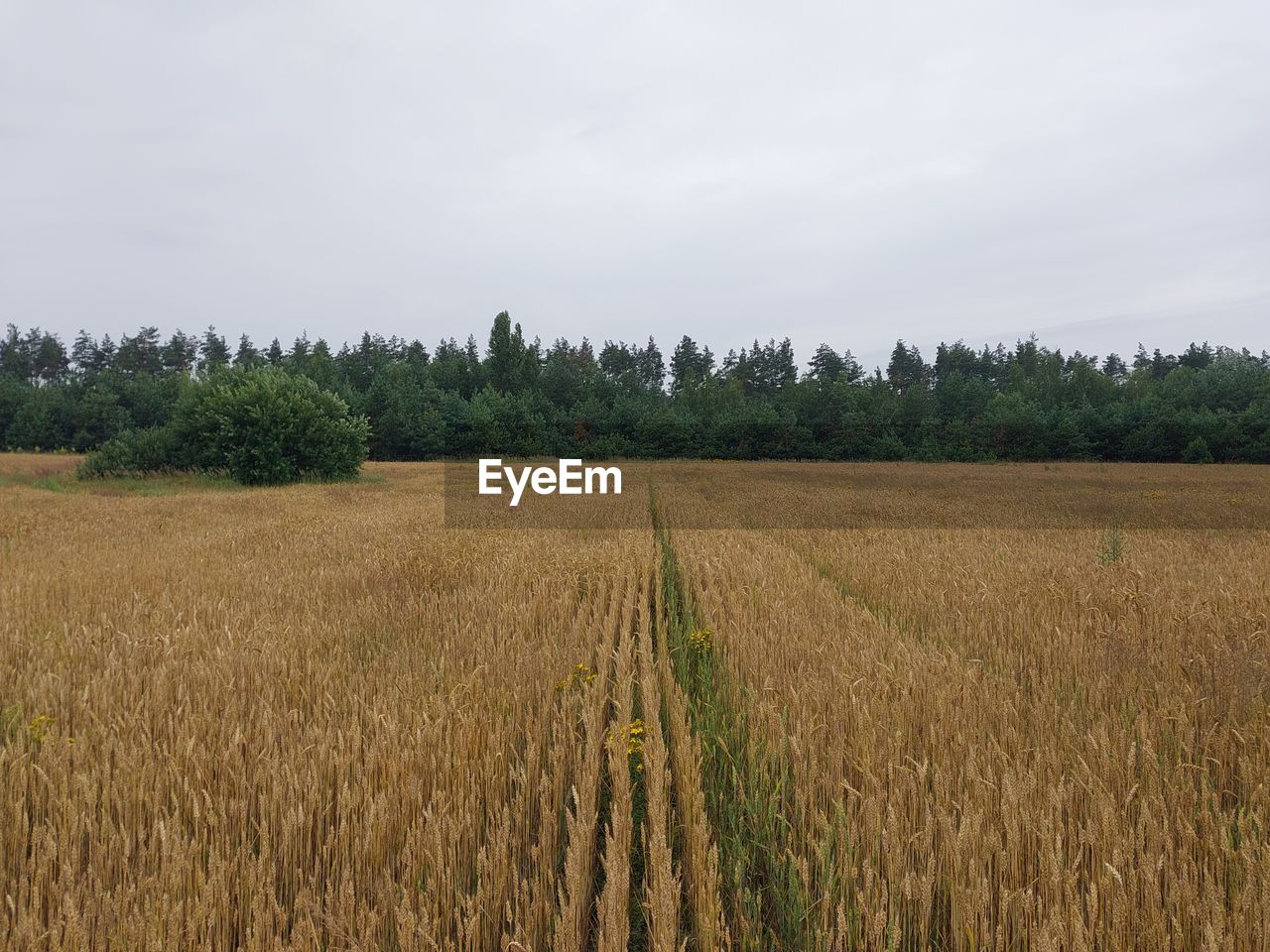 plant, landscape, land, field, sky, environment, agriculture, rural scene, growth, crop, plain, prairie, grassland, cereal plant, tree, nature, cloud, scenics - nature, soil, rural area, no people, tranquility, beauty in nature, wheat, farm, tranquil scene, grass, day, outdoors, food, corn, barley, food and drink, non-urban scene, meadow