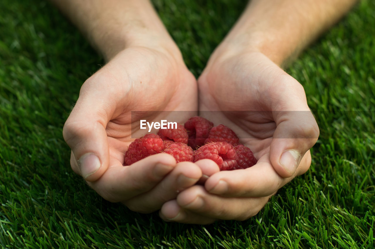 Close-up of hands holding raspberries