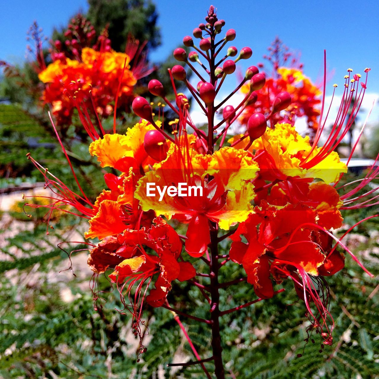 Close-up of orange flowers blooming outdoors