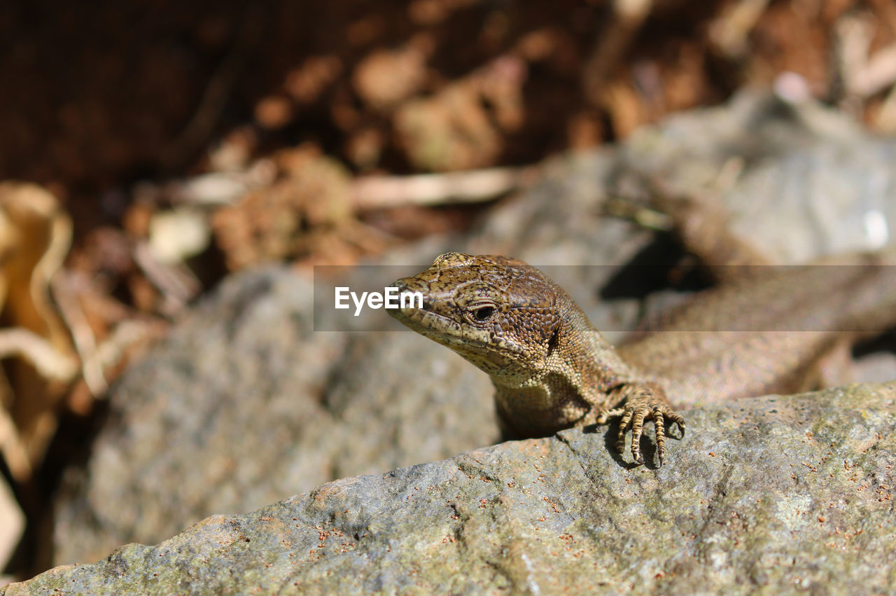 Close-up of lizard