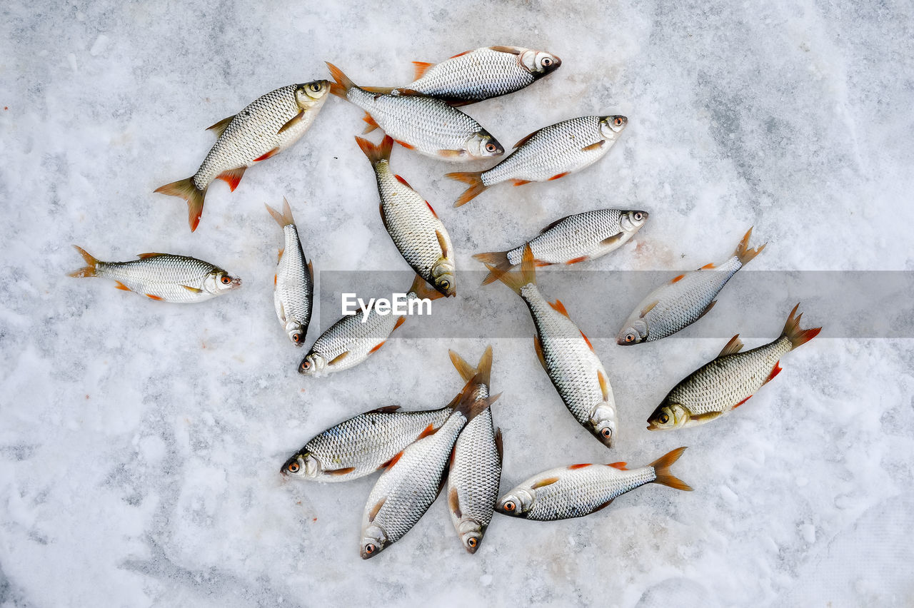 HIGH ANGLE VIEW OF DEAD FISH ON SNOW