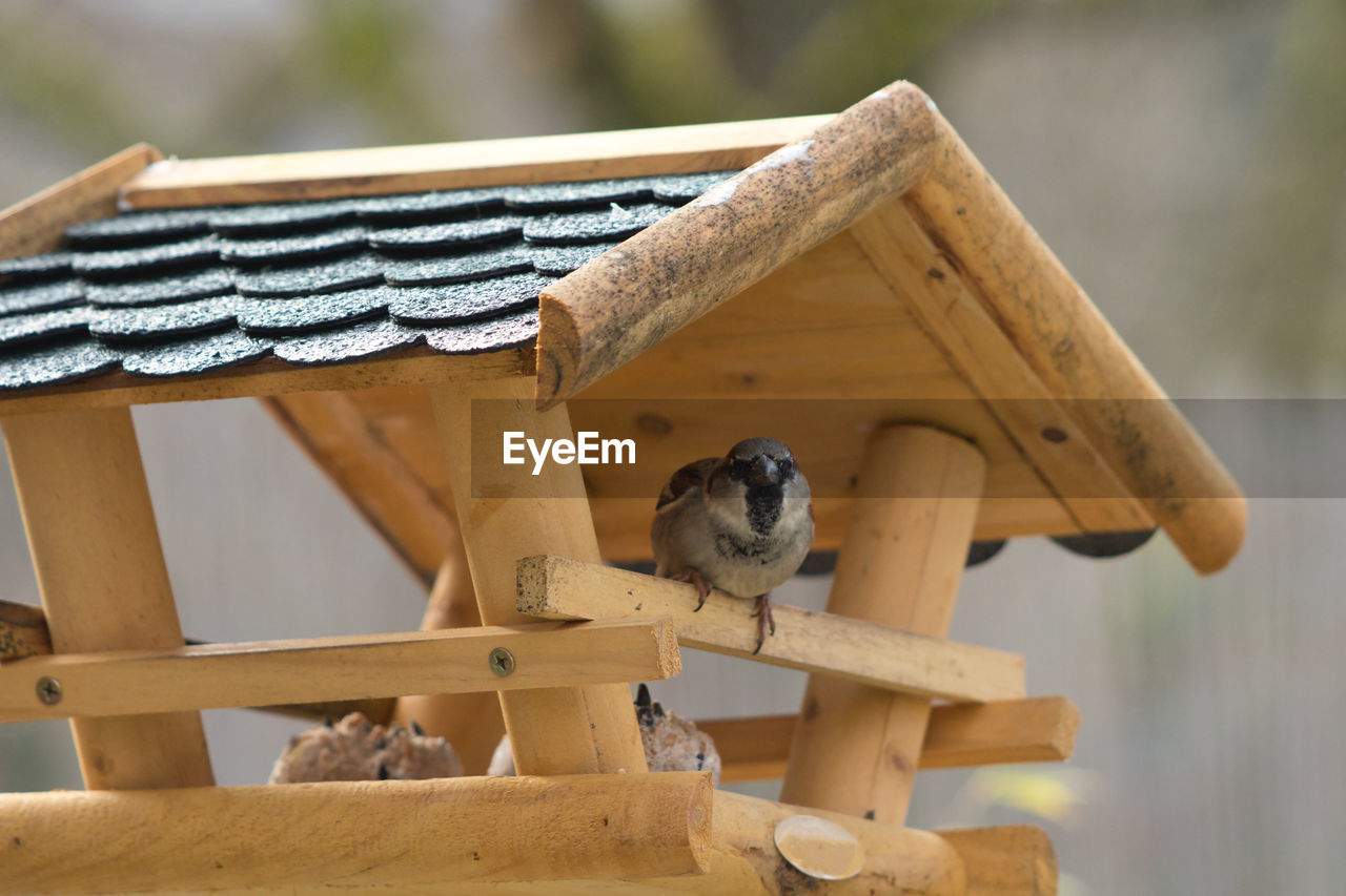 CLOSE-UP OF A BIRD PERCHING ON WOOD AGAINST BLURRED BACKGROUND