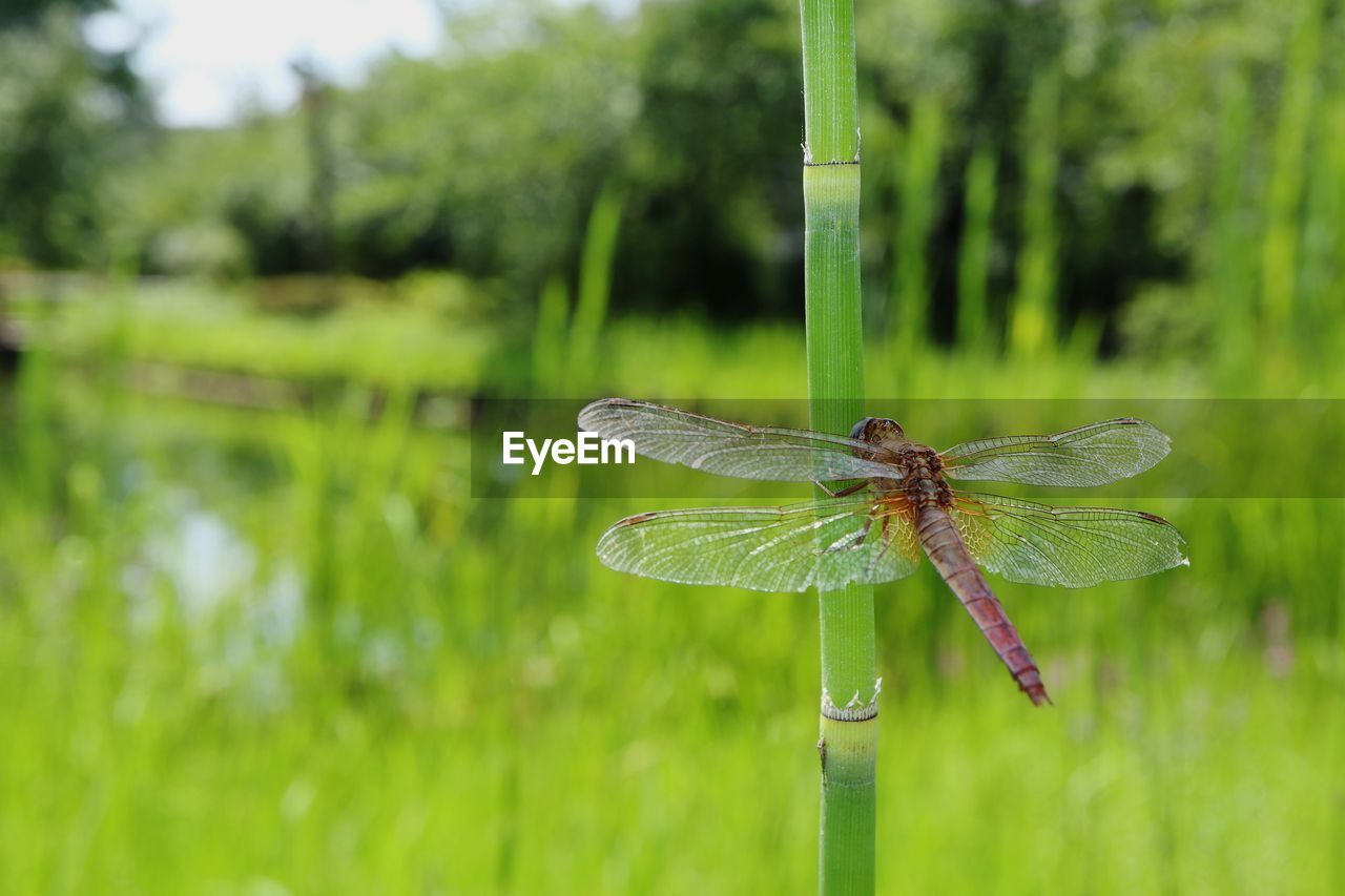 DRAGONFLY ON A PLANT