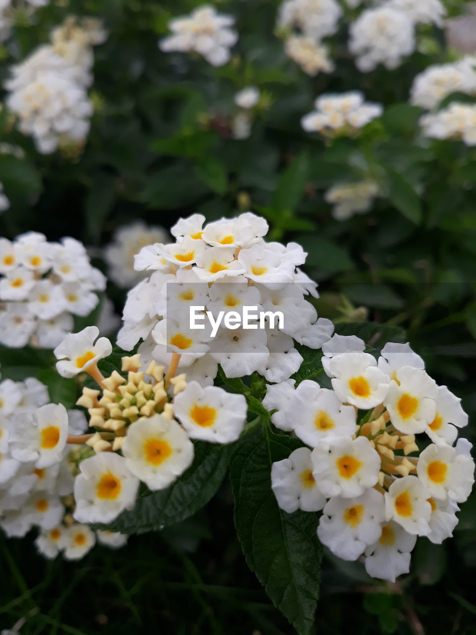 CLOSE-UP OF WHITE FLOWERS BLOOMING