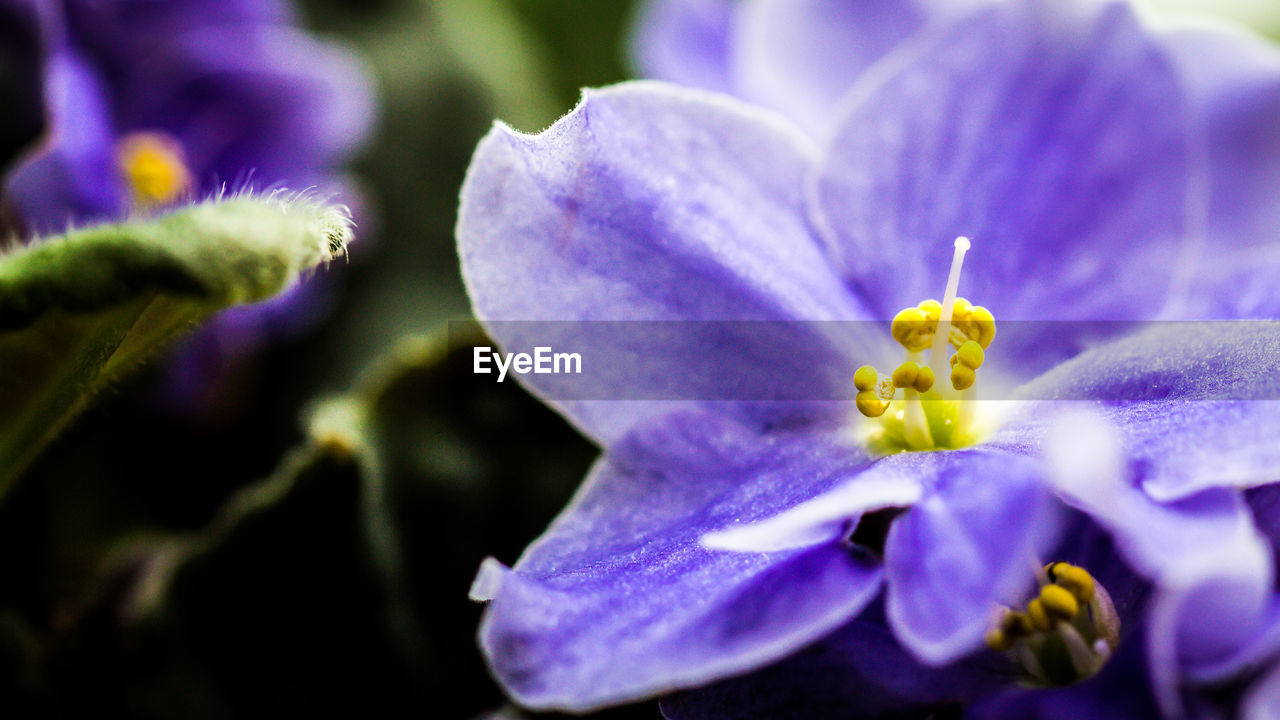 CLOSE-UP OF PURPLE FLOWERS