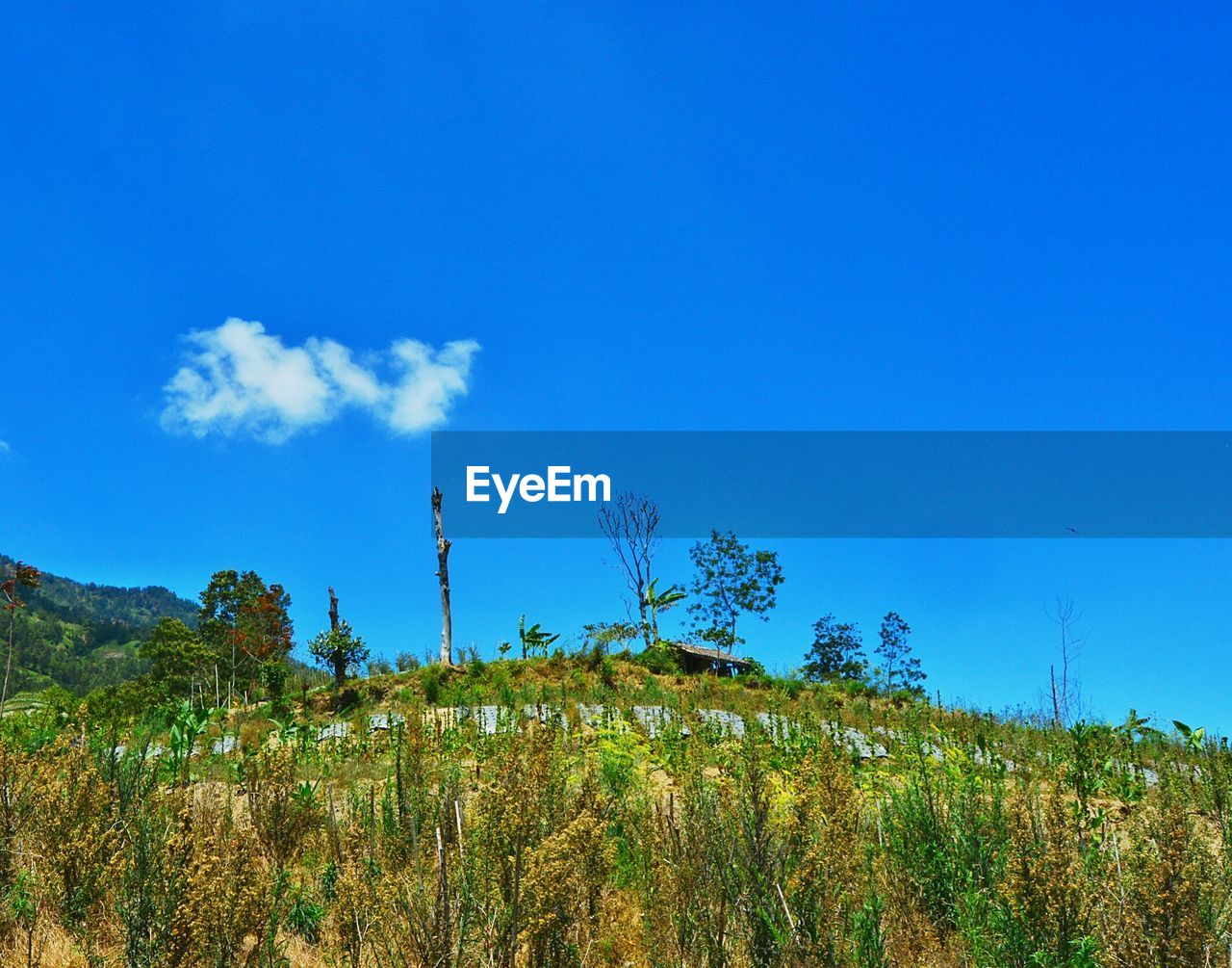 SCENIC VIEW OF BLUE SKY AND TREE