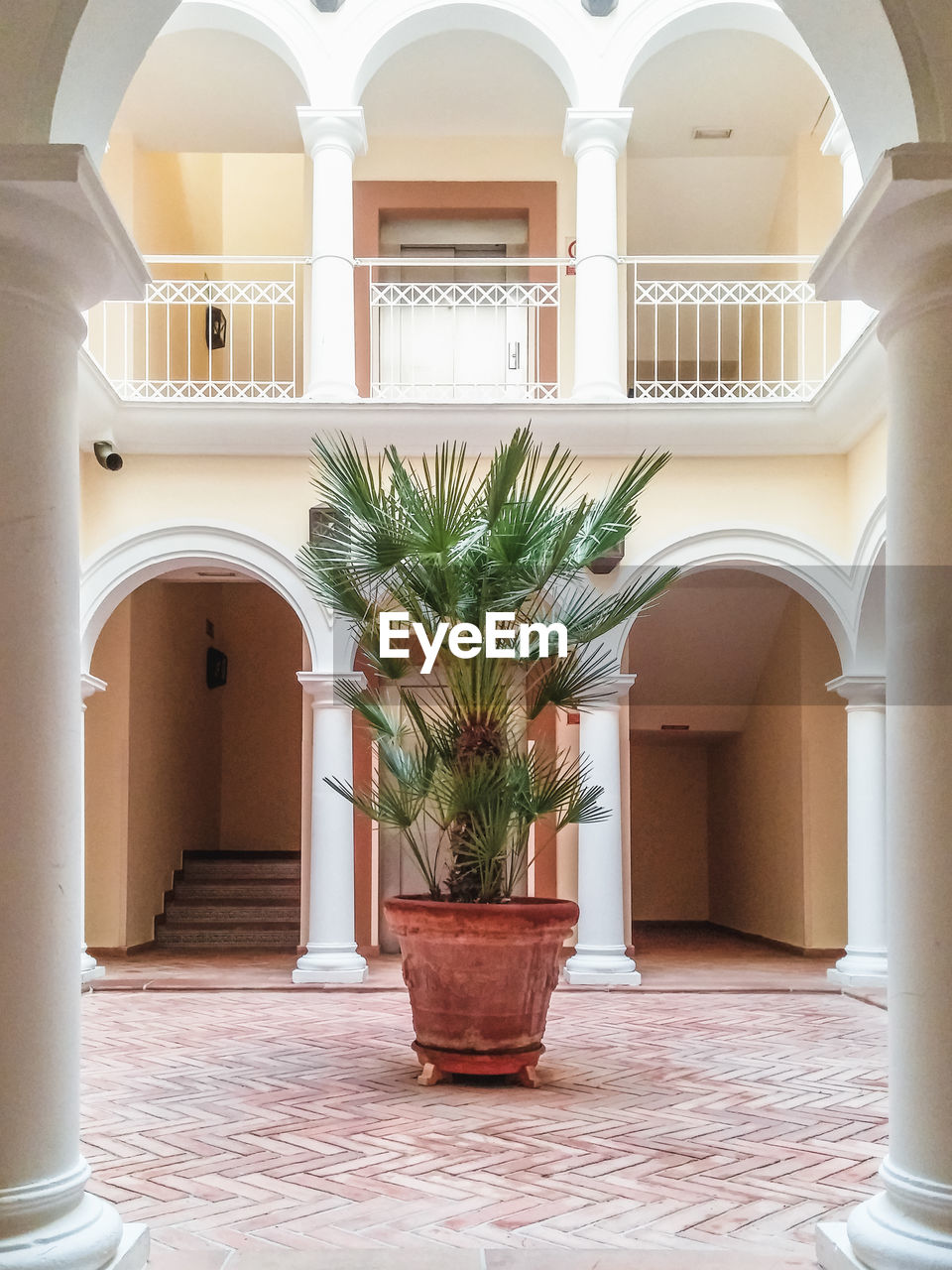 Palm tree in courtyard at tourist resort