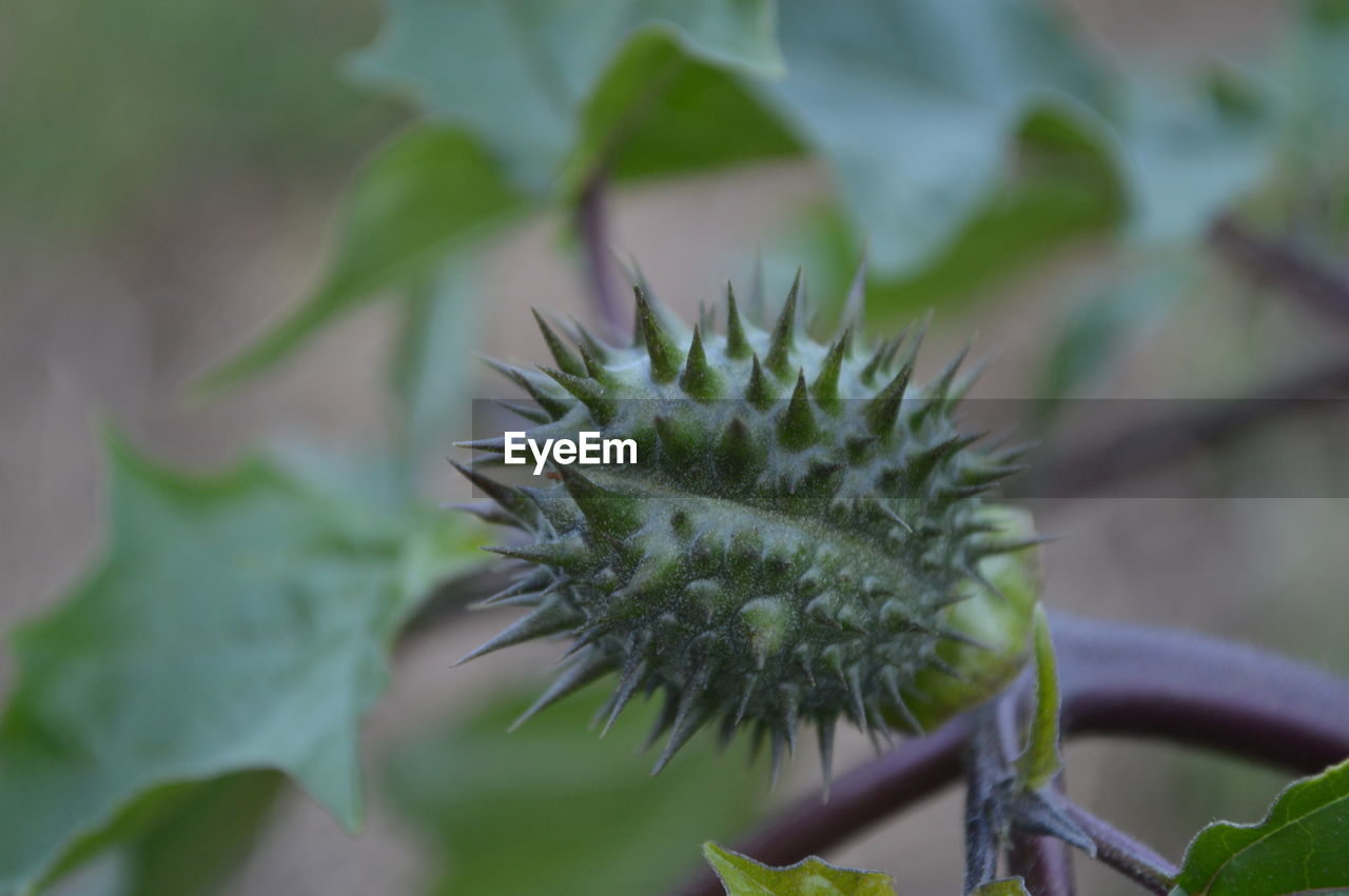 Close-up of plant