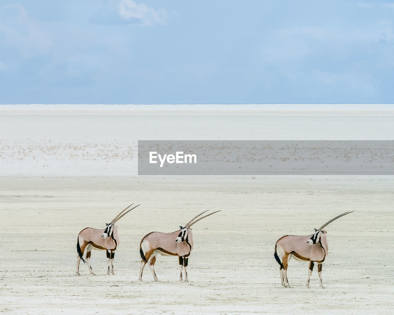 Three oryx in a salt pan