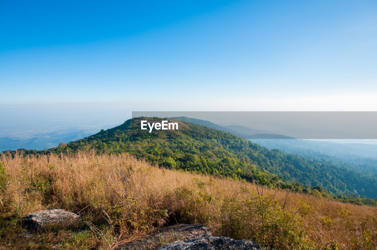 Scenic view of field against clear blue sky