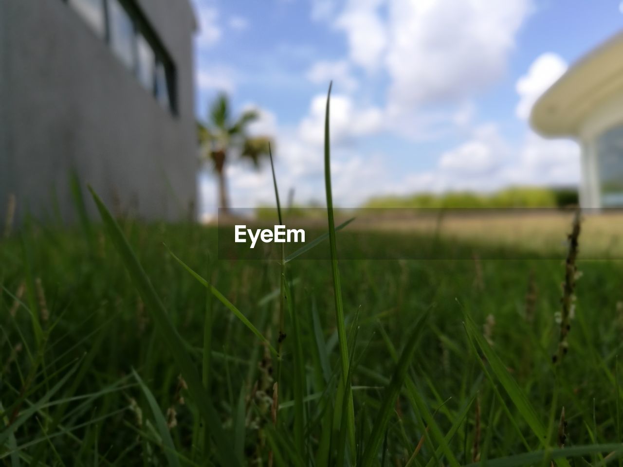 CLOSE-UP OF GRASS IN FIELD