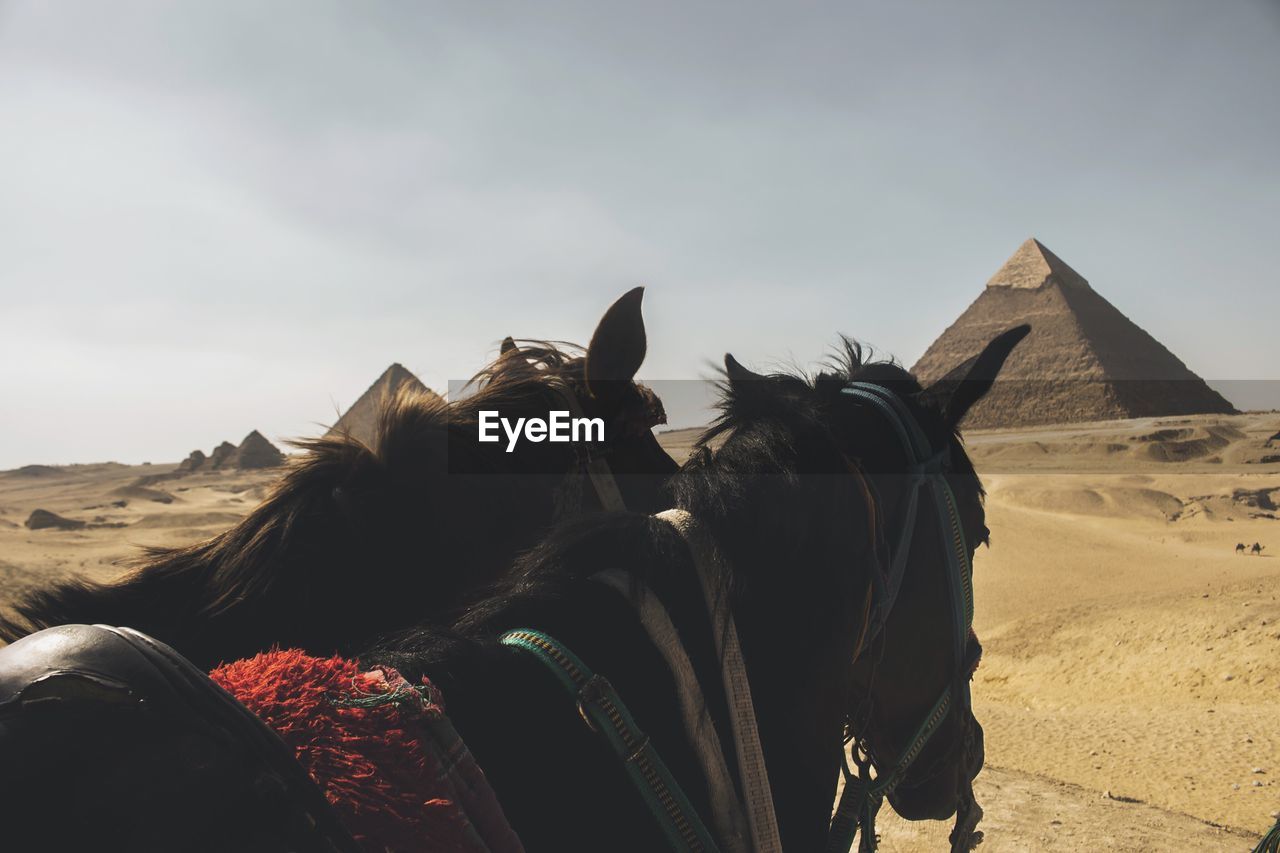 HORSE IN DESERT