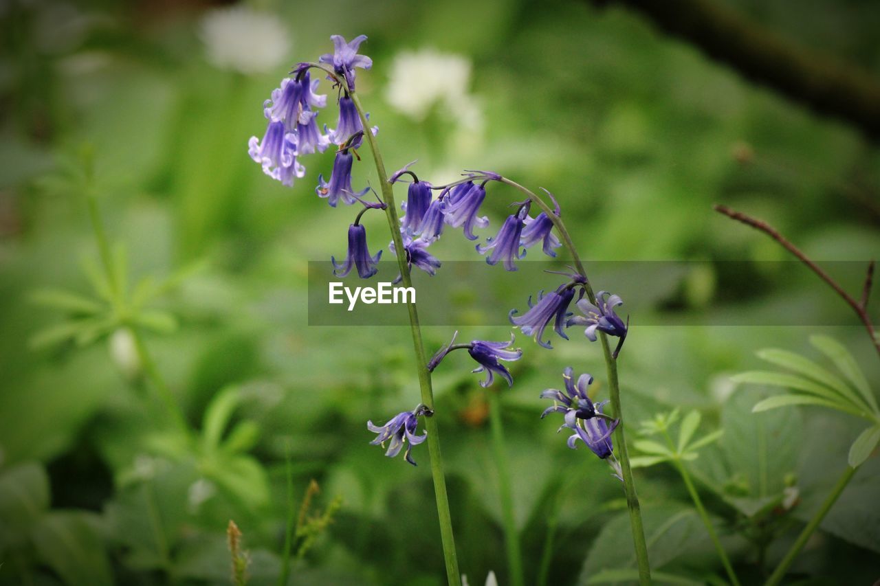 Close-up of bluebells in the woods 