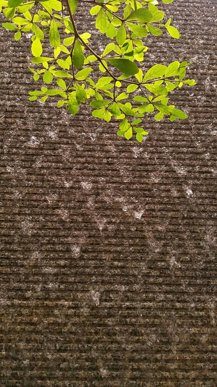 LEAVES GROWING ON WALL