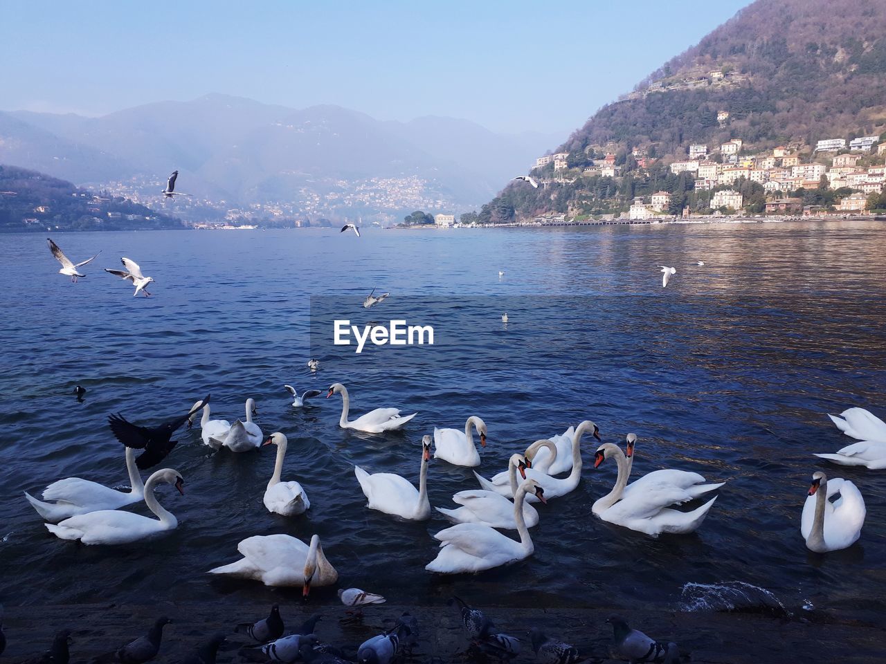 Swans swimming in lake