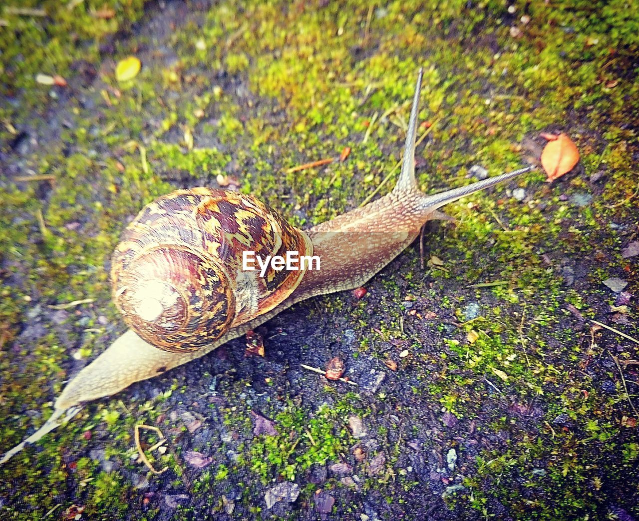 HIGH ANGLE VIEW OF SNAIL ON GREEN LEAF