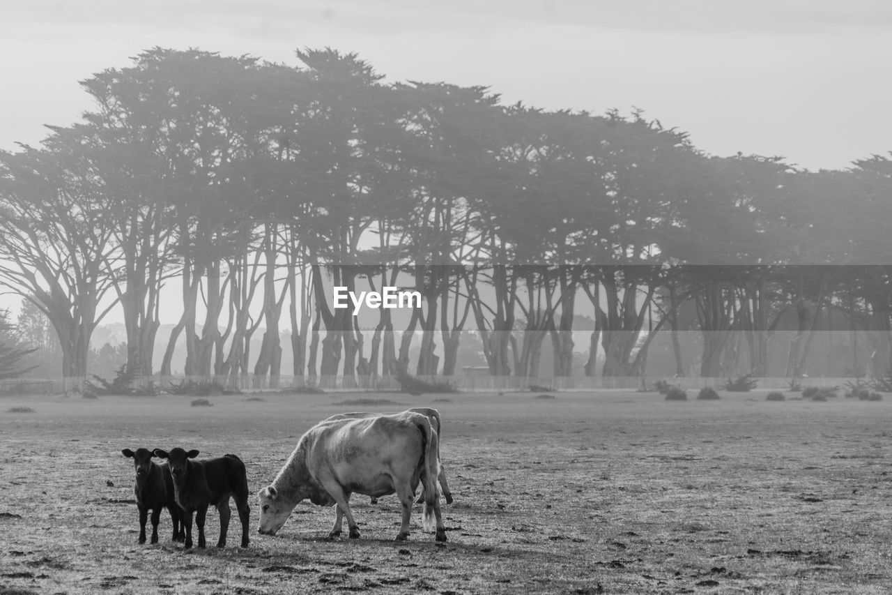 Cow with calf on field against sky in foggy weather