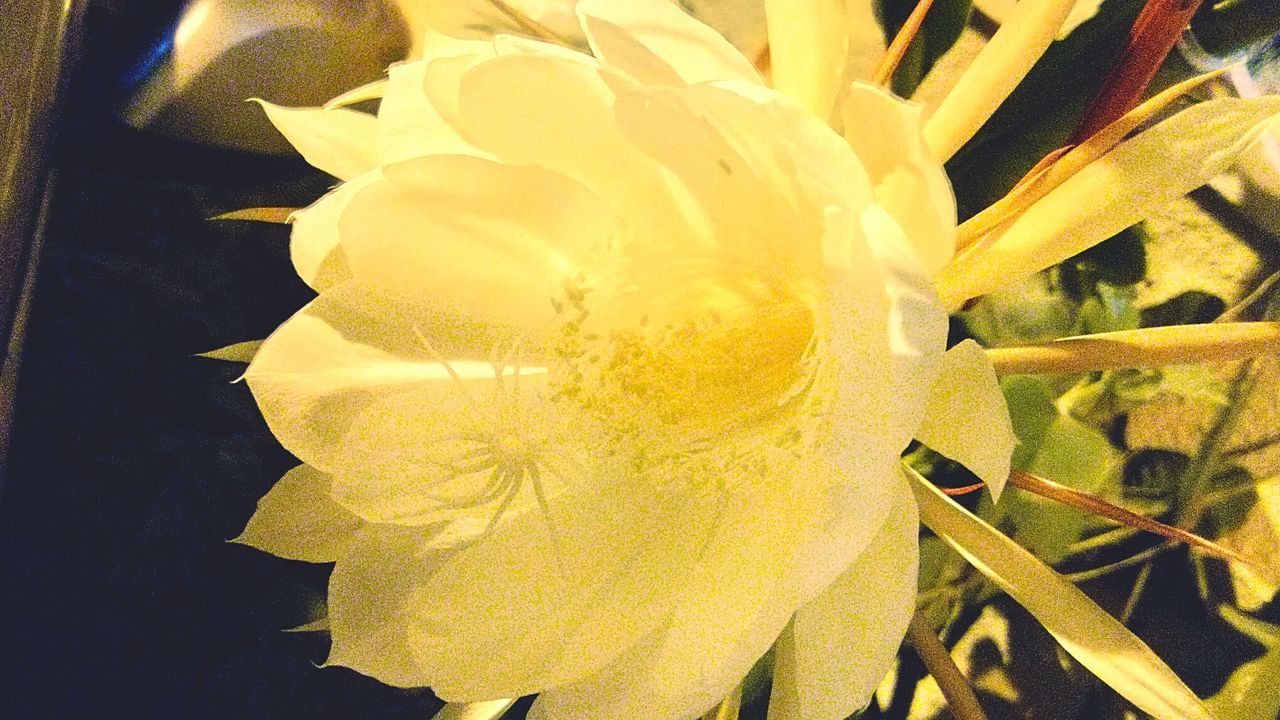 CLOSE-UP OF YELLOW FLOWERS