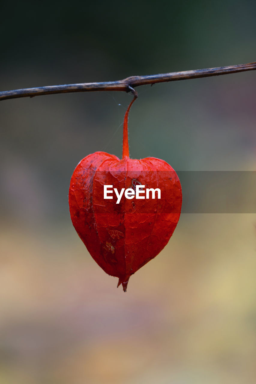 Close-up of red heart shape hanging on twig