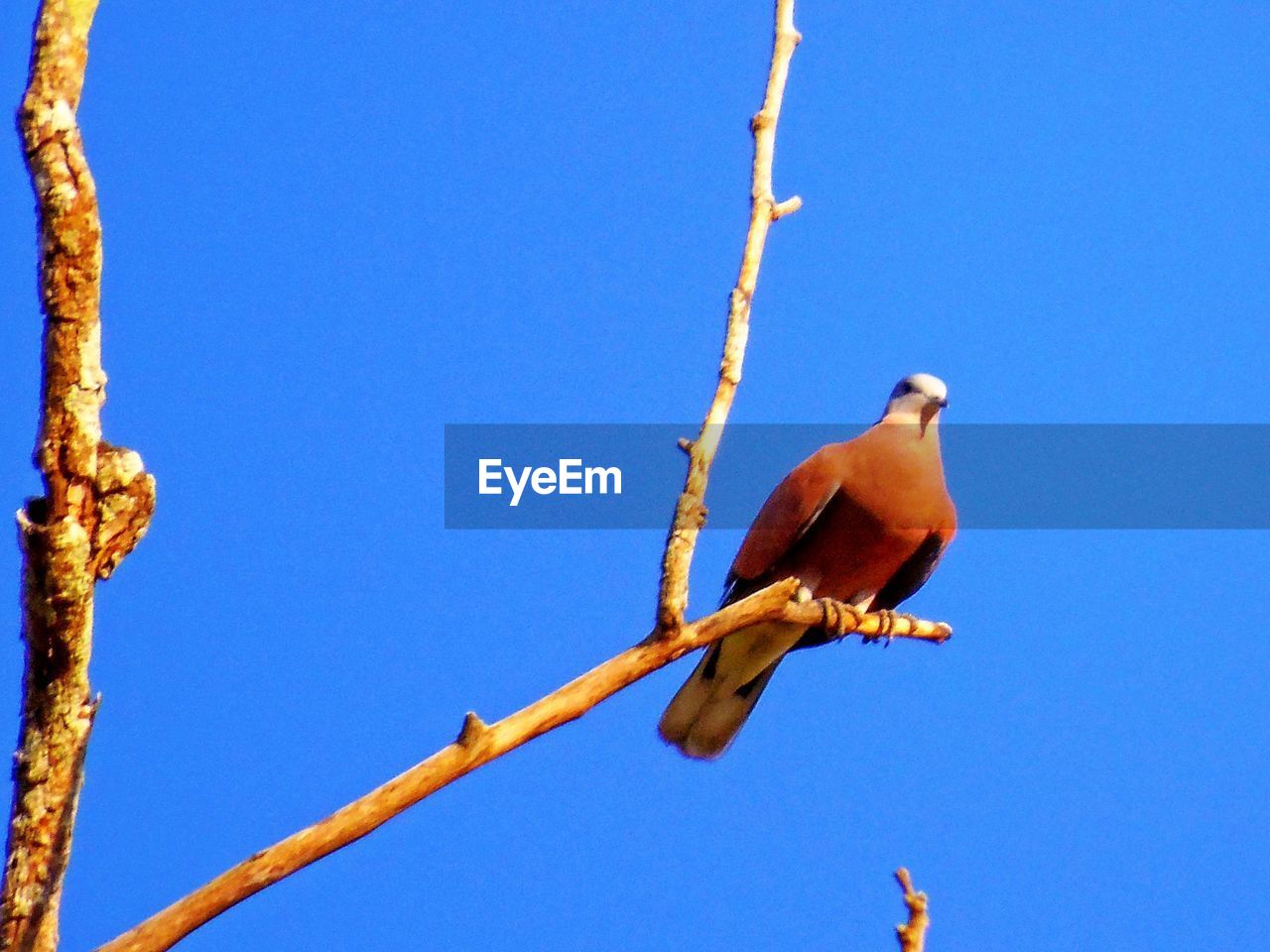 LOW ANGLE VIEW OF BIRD PERCHING ON BLUE AGAINST CLEAR SKY