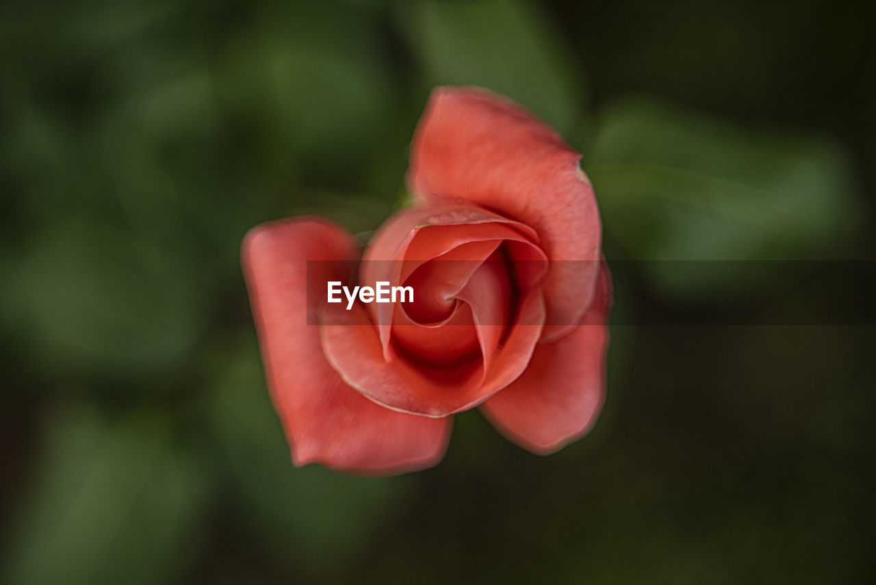flower, flowering plant, plant, beauty in nature, red, rose, close-up, petal, macro photography, freshness, fragility, plant stem, inflorescence, flower head, nature, focus on foreground, pink, rose - flower, no people, garden roses, green, love, outdoors, positive emotion, emotion, day, growth