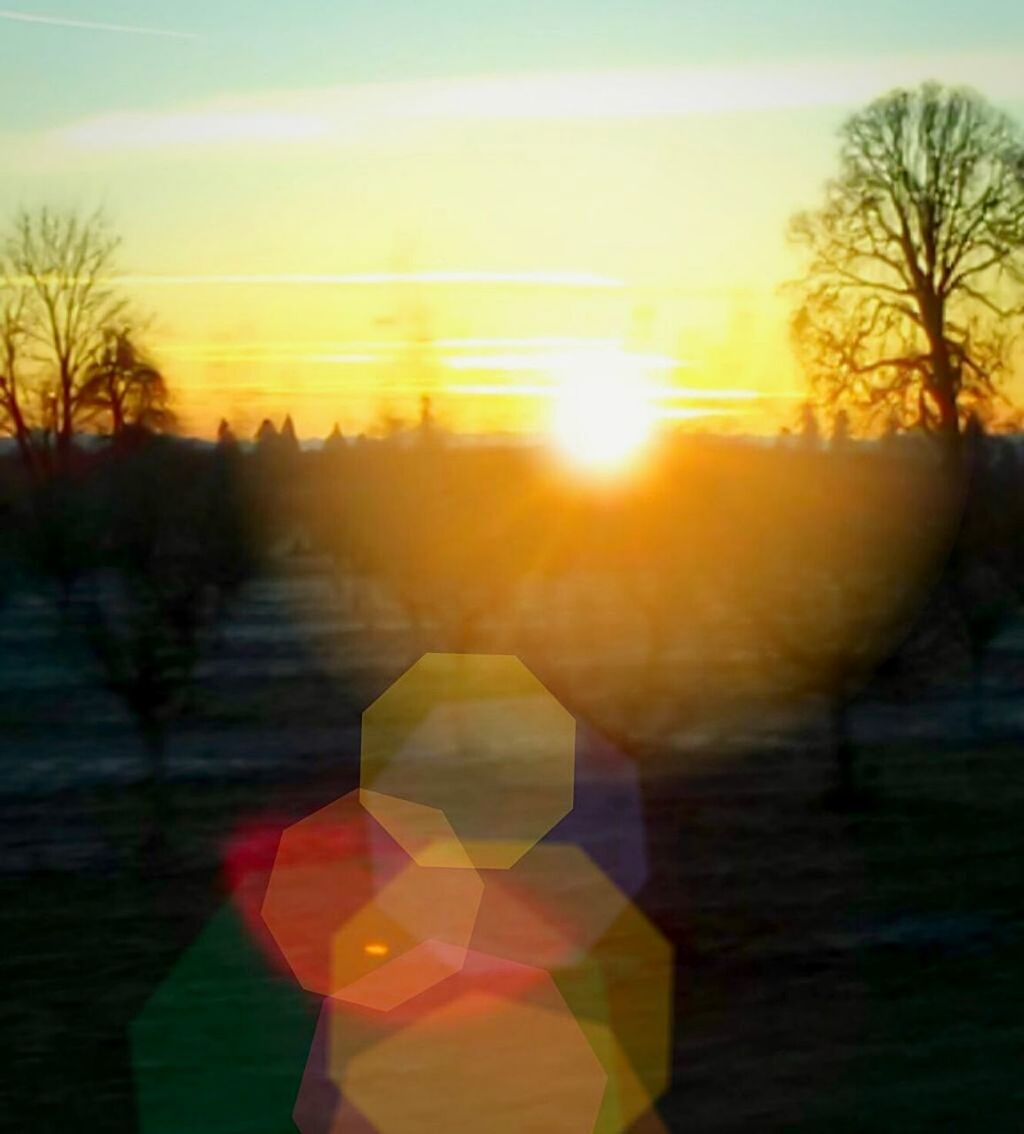 CLOSE-UP OF TREE AGAINST SUNSET