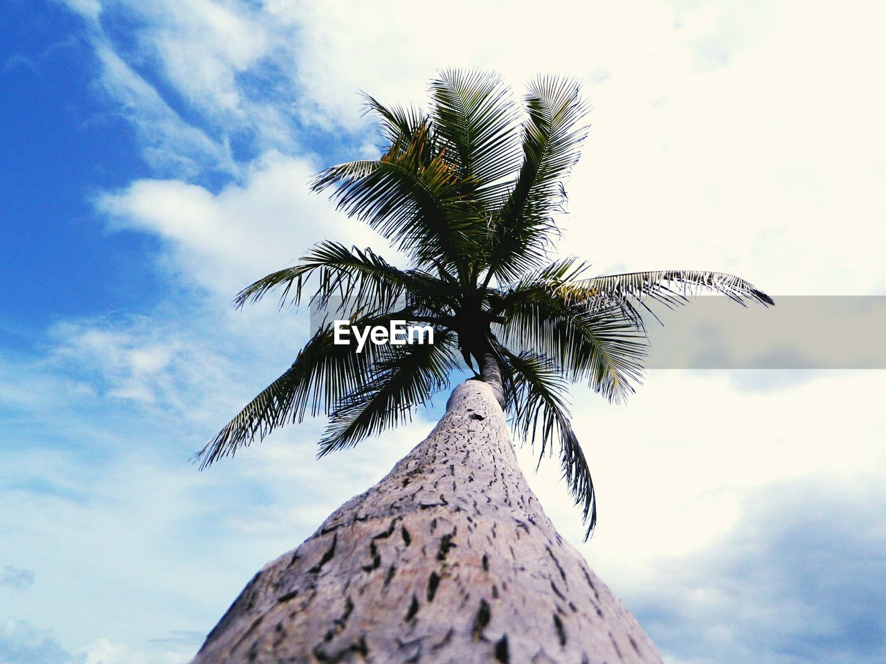 Low angle view of palm tree against cloudy sky