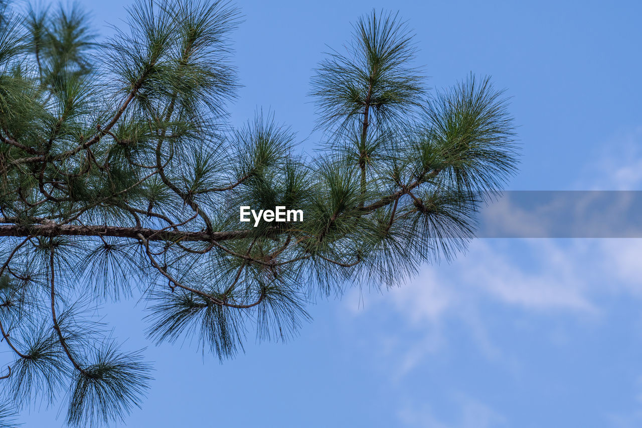 LOW ANGLE VIEW OF PLANTS AGAINST SKY