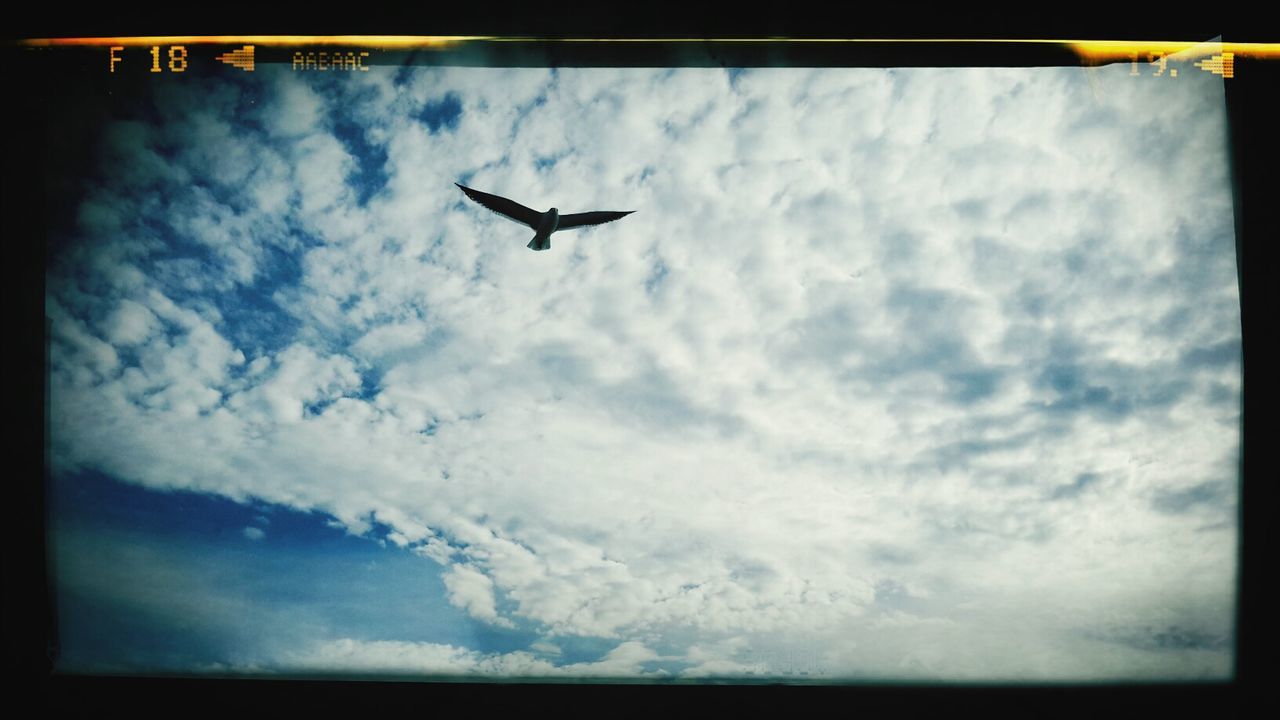 LOW ANGLE VIEW OF BIRDS FLYING OVER CLOUDY SKY