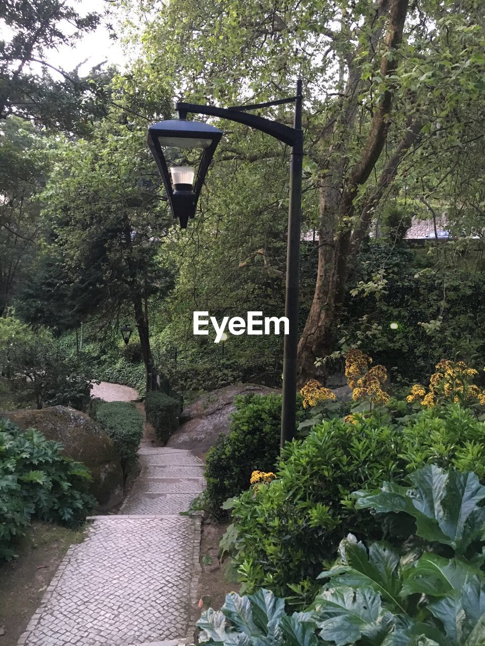 Street light by pathway amidst trees in park